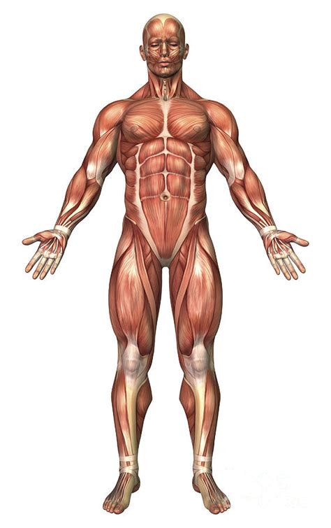 Anatomy Of Male Muscular System, Front Digital Art by Stocktrek Images ...