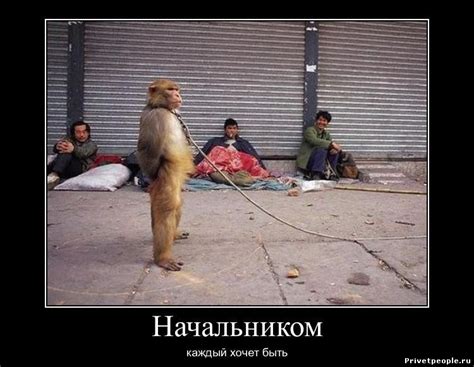 Смешные картинки про начальника - забавные, веселые, прикольные