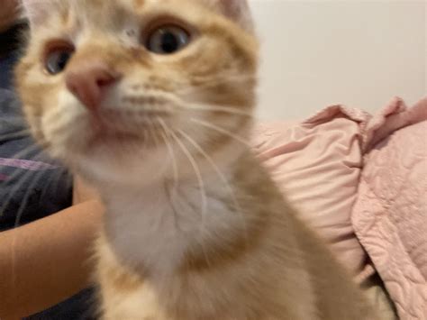 When will my kitten stop attacking?! 😭 : r/kittens