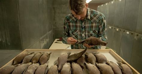 Can DNA sequencing bring extinct species back to life? - National ...