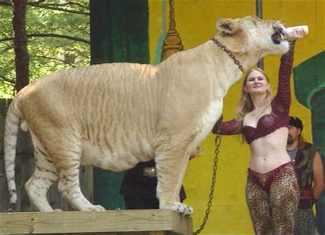 Ligers and their Population 