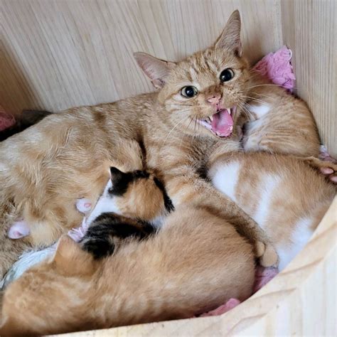 pregnant women with cat 3
