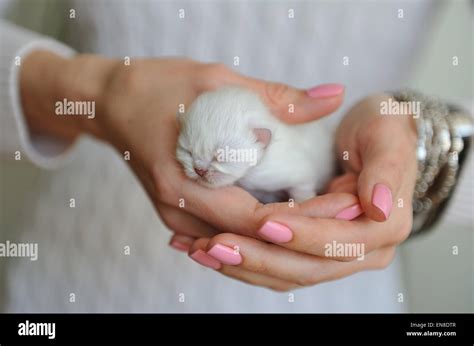 White Baby Kittens