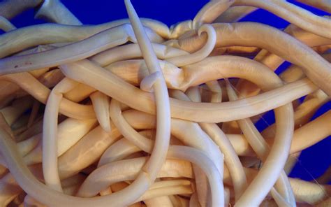 Tapeworm Parasite Giant Beach Worm The Australian Museum
