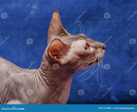 Donskoy Sphynx. stock image. Image of household, kitties - 31174085