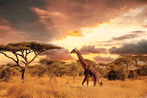 visiter le parc national du serengeti en tanzanie billets prix horaires