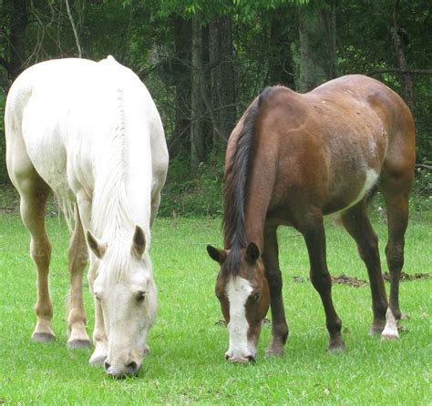 Two Horses Together