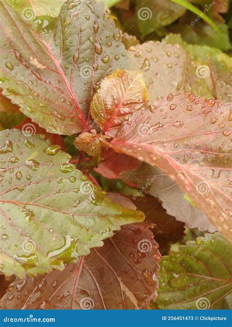 Acalypha Copper Leaf in Water Drop with Nature Stock Image - Image of