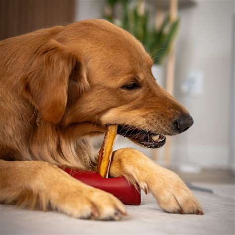 Bully Stick Holder | Bully Bunches
