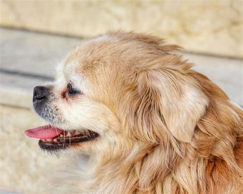 Dogs with Fishy Odor Breath: Causes and Solutions Revealed