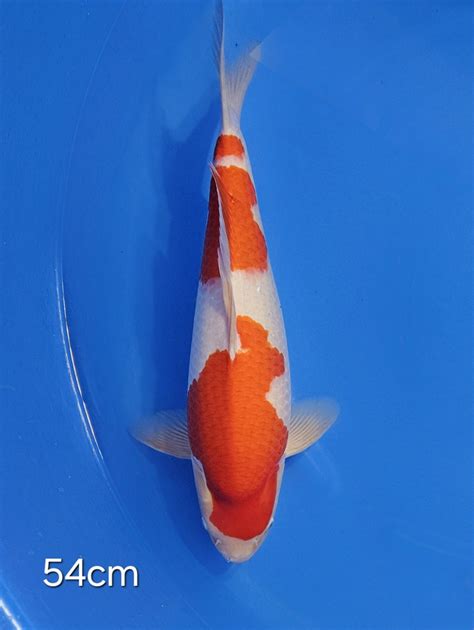 KOHAKU SHOW TOR05 | Worldwide Nishikigoi export from Japan | WCB