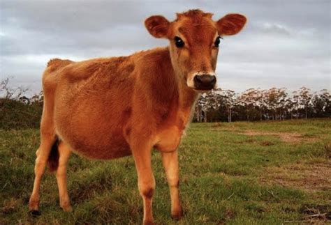 kelahiran sapi betina merah  israel diramalkan jadi pertanda akhir