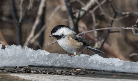 Friendly Chickadee stock photo. Image of wren, chickadee - 86533452