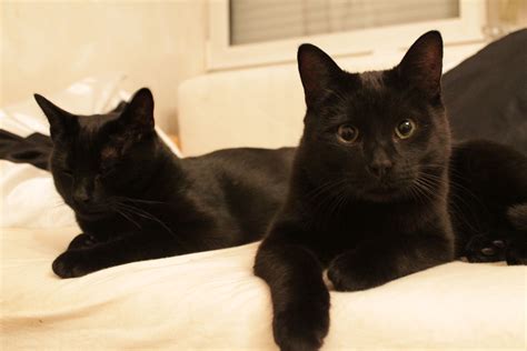 Bombay Cat