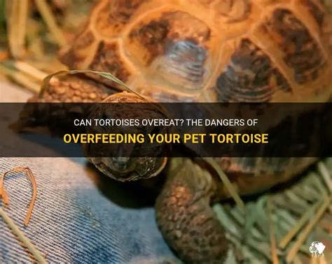 Can Tortoises Overeat? The Dangers Of Overfeeding Your Pet Tortoise ...