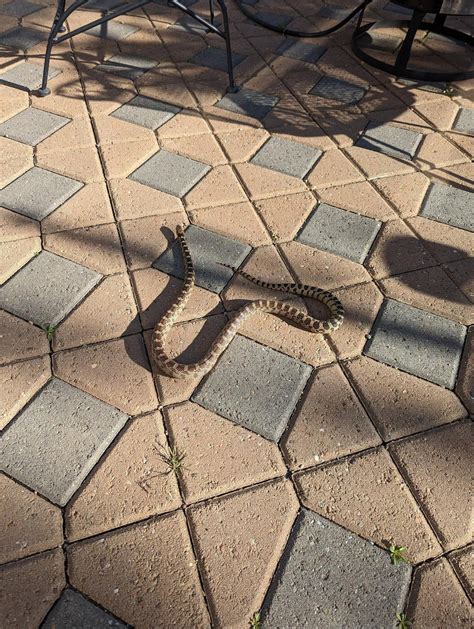Everyone should be aware that snakes are now active and Rattlesnakes