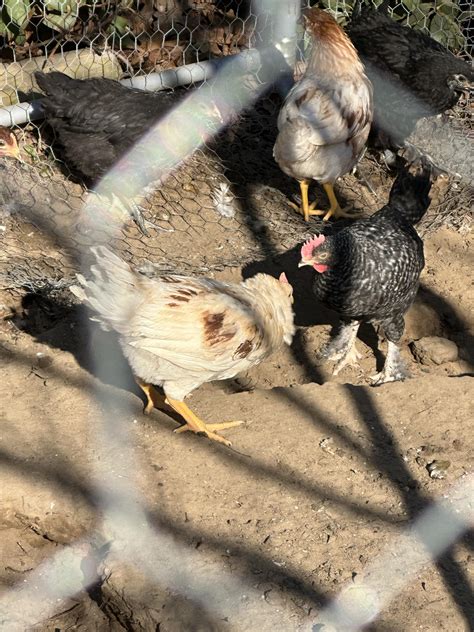 Two chicks fighting… are they hens or roos? : r/BackYardChickens