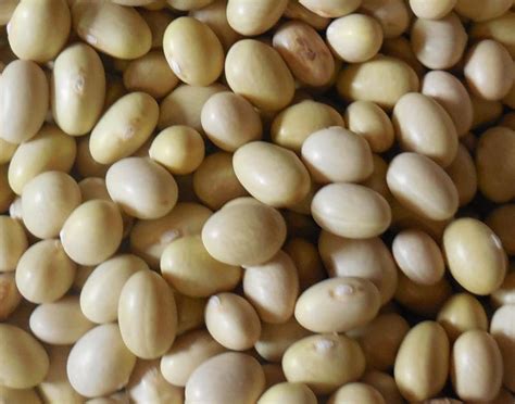Mayocoba Beans - Ingredients Descriptions and Photos