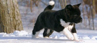 slow motion puppy running in snow gif | WiffleGif