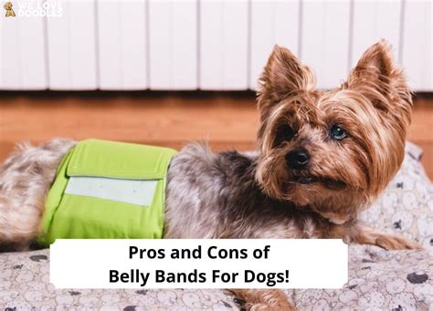 how to make belly bands for dogs