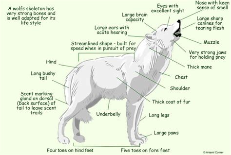 Wolf Anatomy Diagram - External Anatomy Image