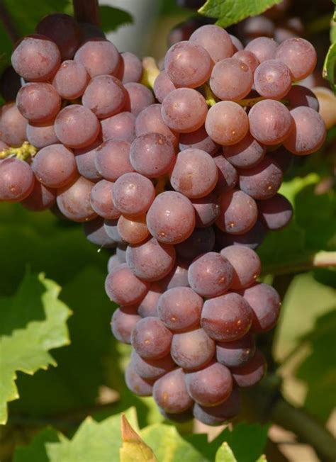 gray pinot trsnicarstvo roman bec sp