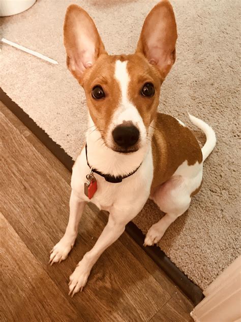 This is my good little boy Dobby : r/lookatmydog