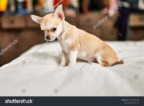 12,316 Miniature Chihuahua Images, Stock Photos & Vectors | Shutterstock