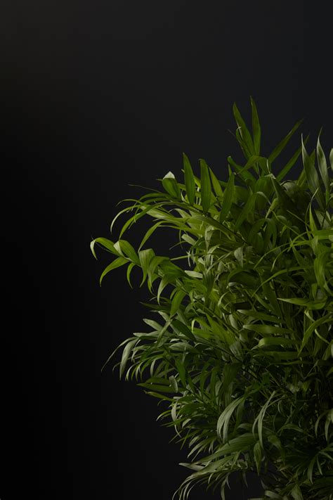 Shop — Wellborn Musclecar Museum