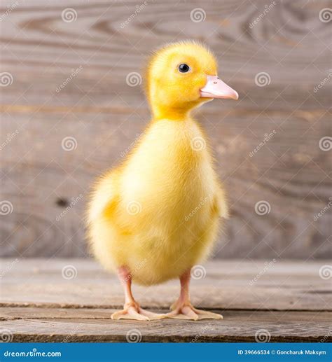 how to take care of a duckling 3