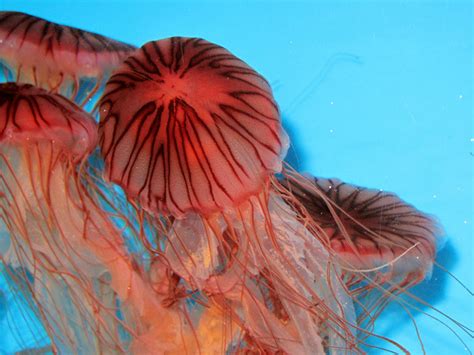 big red  ginesthoi  deviantart