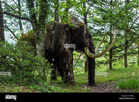 woolly mammoth mammuthus primigenius le thot museum