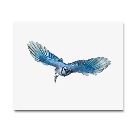 Blue Jay_001 Art Print - Wild Birds Flying