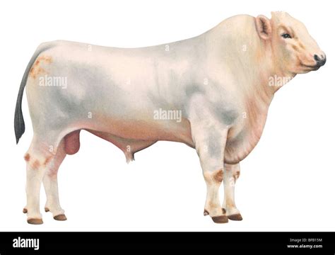 Chianina Bull Size - Lamanoguiada