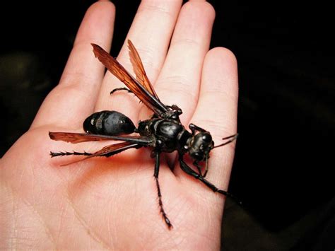 6 things to know about tarantula hawk wasps with 'traumatically painful