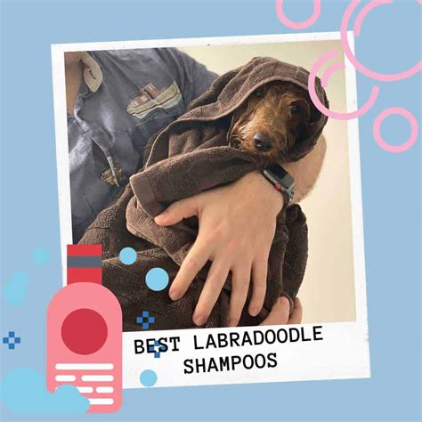 shampoo  labradoodles reviewed  actual labradoodles