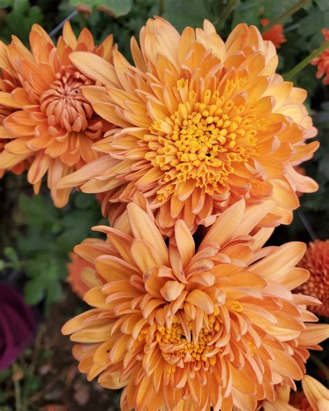 Heirloom Chrysanthemum Cuttings at Amparo Roberts blog