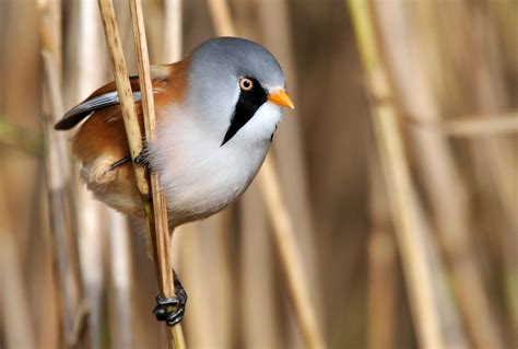 RSPB Minsmere | Visit Suffolk