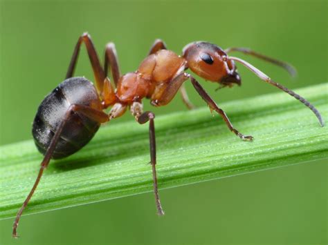 ant symbolism  message spirit animal totems