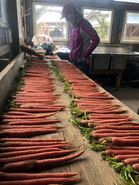 New Organically Bred Varieties Ready for Spring Gardens – OSA