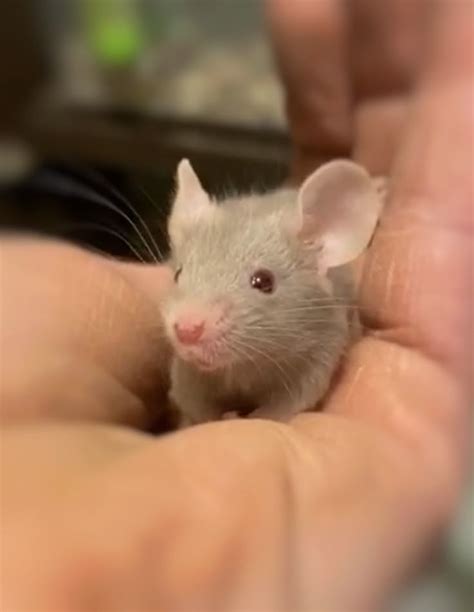 pin  guilt  mouse stuff   pet mice cute rats fancy mouse