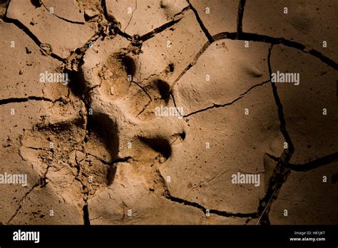 striped hyena hyaena hyaena footprint  cracked mud hawf protected