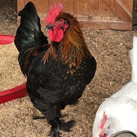 Manor Farm Poultry , Leasingham , Sleaford - Home