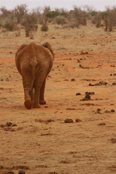 Elephant Free Stock Photo - Public Domain Pictures