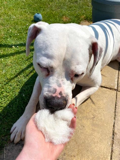 Kong ZoomGroom Vs. American Bulldog fur - testing out the viral