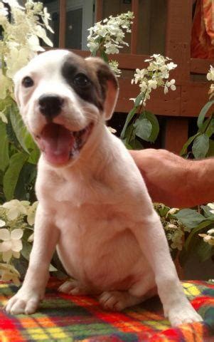 Bulloxer puppies for Sale in Fredericksbg, Ohio Classified ...