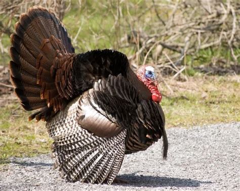 Wild Turkey Strutting — Stock Photo © brm1949 #1992258