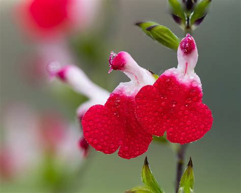 Salvia microphylla 'Hot Lips' bare roots — Buy littleleaf sage online