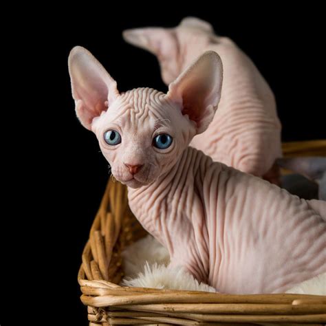 Painel SPHYNX - VetDNA Diagnósticos