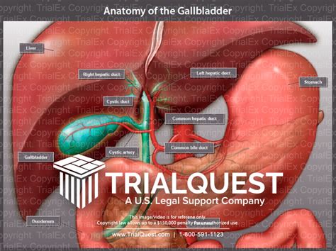 illustration  gallbladder anatomy